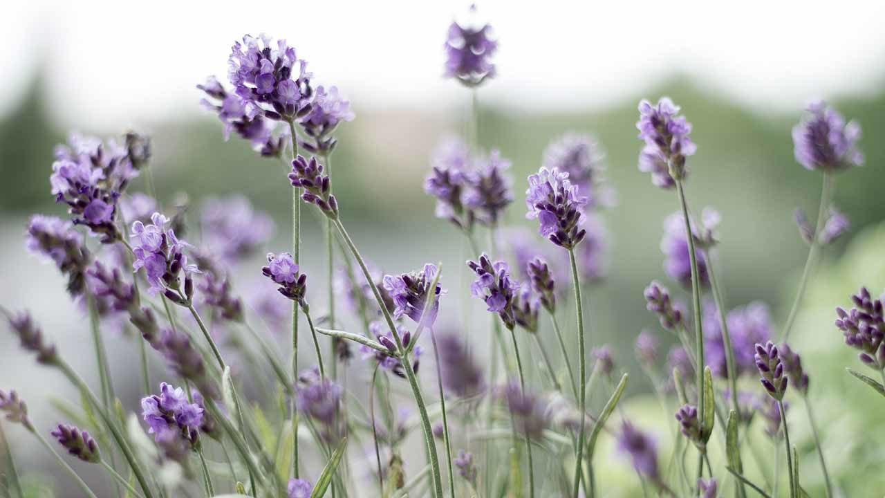 Flowering Thunder